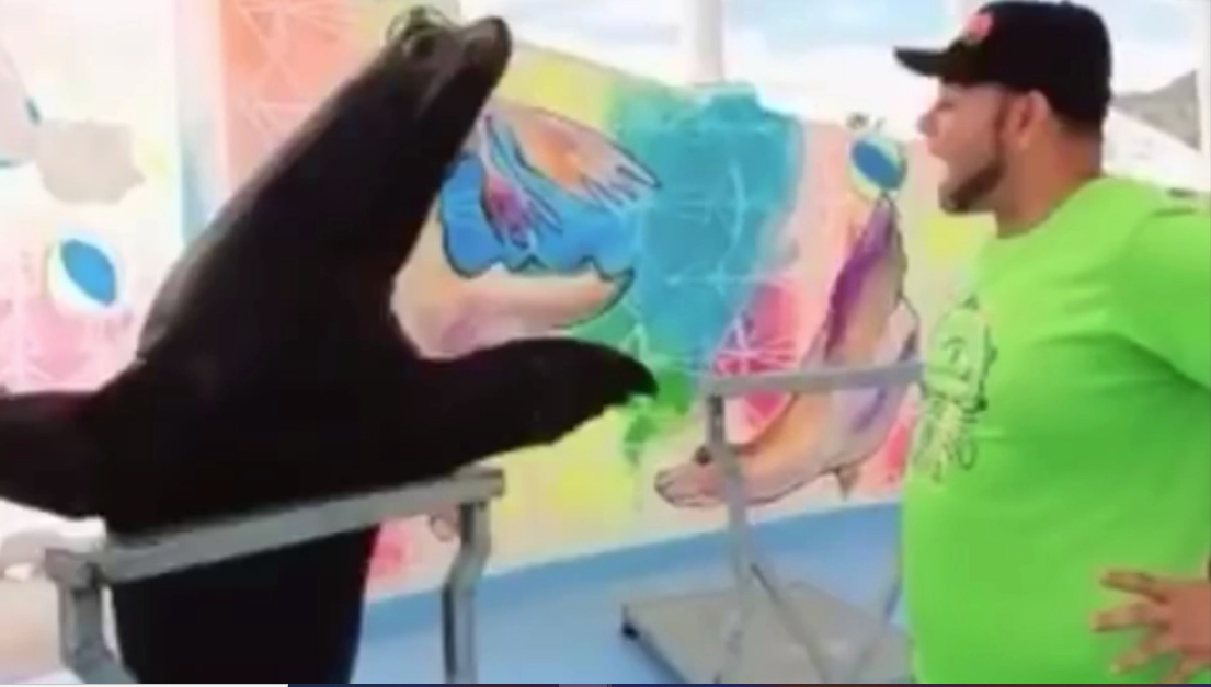 Video: ¡Lobos marinos enseñan a estornudar y respetar 'Susana distancia'!