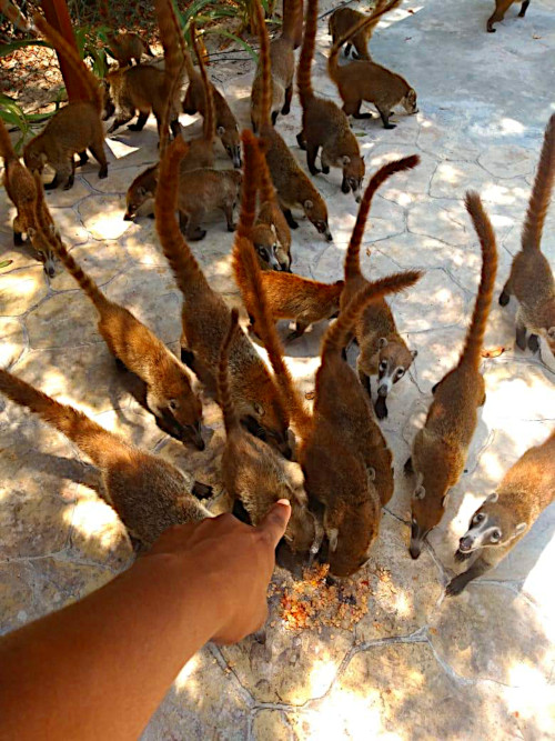 “Invaden” coatíes hambrientos Playa del Carmen