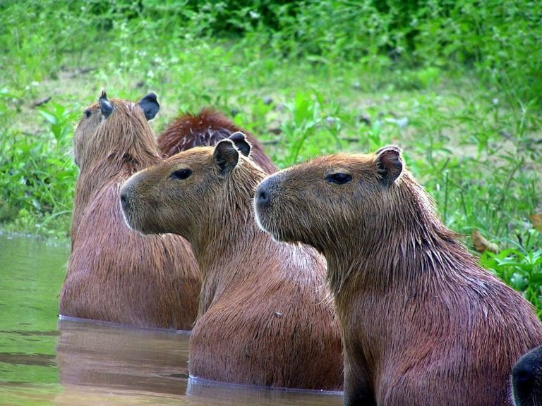 Video: capibaras invaden club de golf en Bolivia