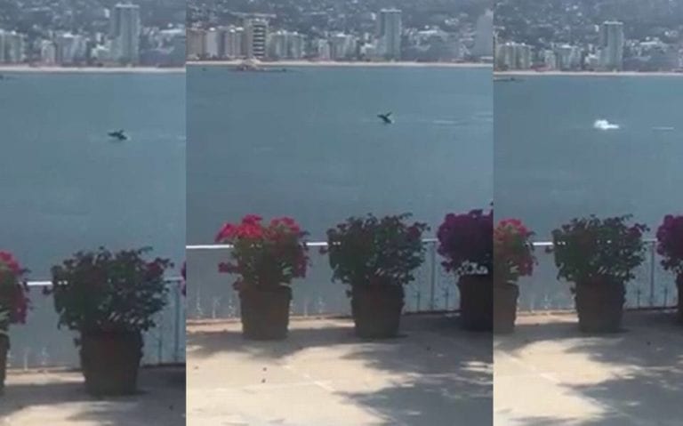 Video: ¡Maravilloso! Captan ballena en Acapulco tras ausencia de turistas y embarcaciones
