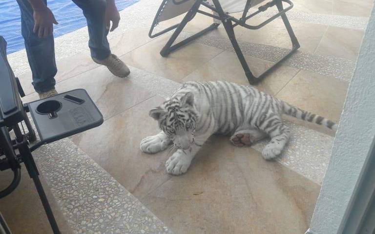¡Encuentran tigre bebé en calles de Querétaro!