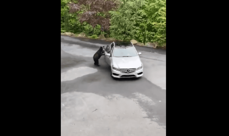 Video: Oso abre la puerta de un Mercedes-Benz con increíble naturalidad que se viraliza