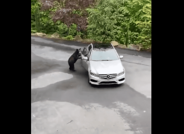 Video: Oso abre la puerta de un Mercedes-Benz con increíble naturalidad que se viraliza