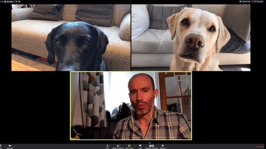 Video: Perritos hacen divertida videollamada con su dueño y se viralizan