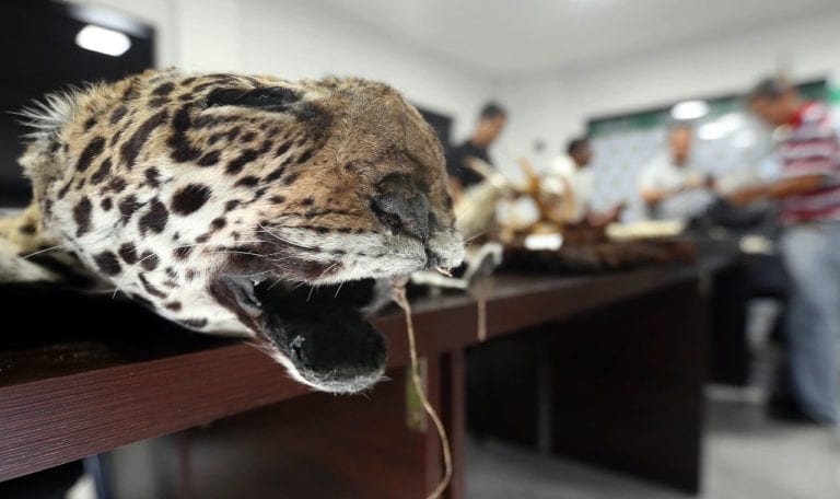 Partes de jaguar mexicano son vendidas ilegalmente en China