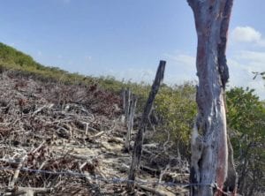 Talan Mangle en Mahahual 2