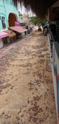 Remodelaci&oacute;n de la Quinta Avenida