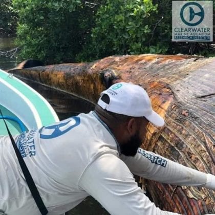 Ballena recala en Belice.