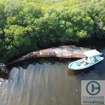 Ballena recala en Belice.