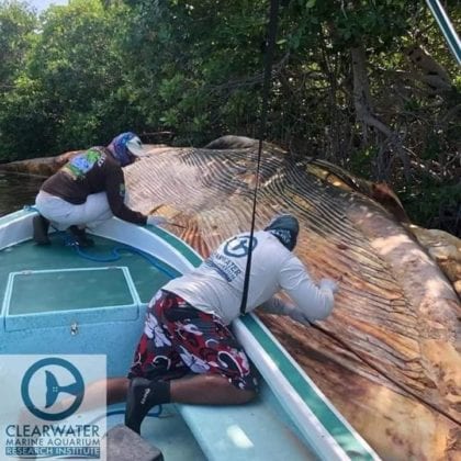 Ballena recala en Belice.