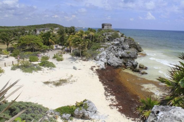sargazo Tulum