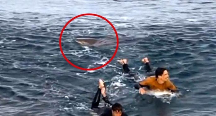 Surfista se enfrenta a golpes con un tiburón