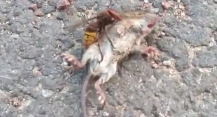 Avispa asesina' mata a roedor