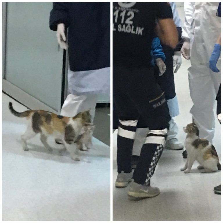 Gatita lleva a su cría al hospital y espera ‘paciente’ atención médica