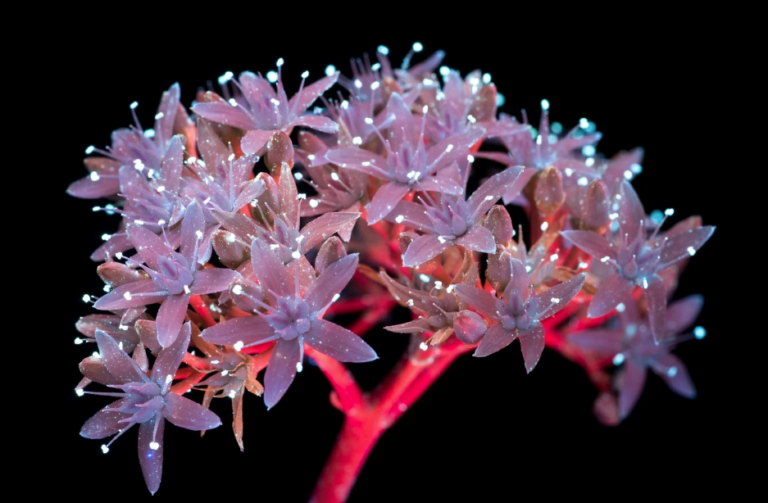 Galería: Así ven las abejas a las flores