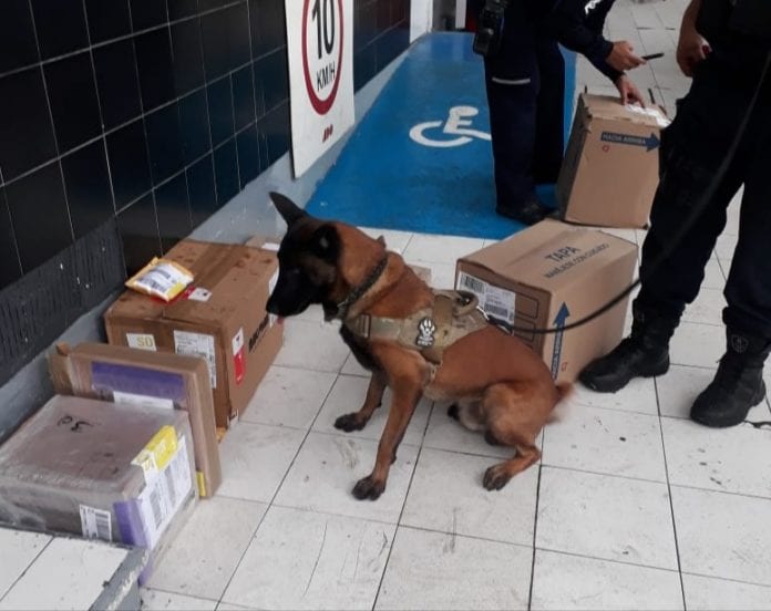perro policía