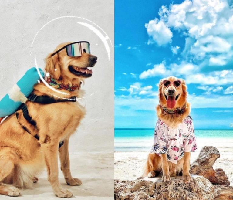 Murphy, el perrito que promueve a Holbox