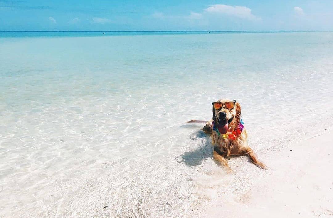 Murphy, el perrito que promueve a Holbox