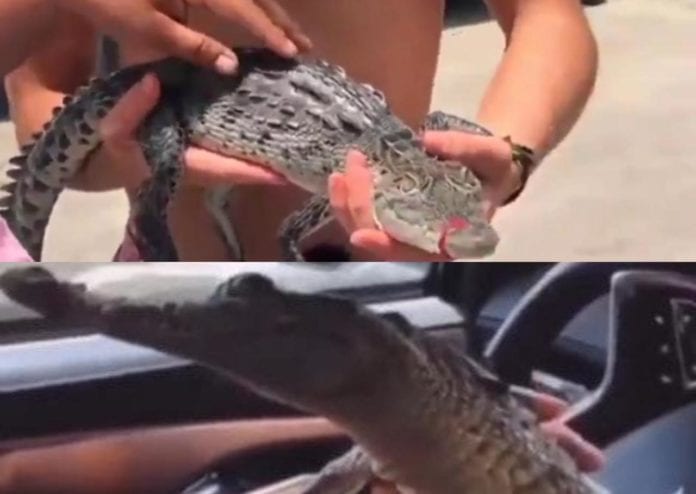 Influencers mexicanos compraron cría de cocodrilo para hacer videos