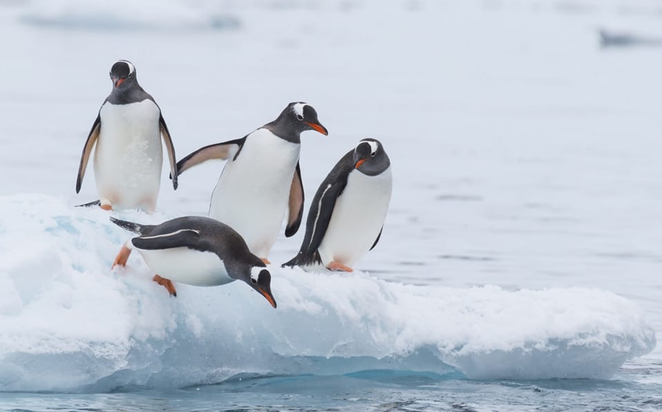 Plástico llega a la Antártida y los animales ya lo están consumiendo