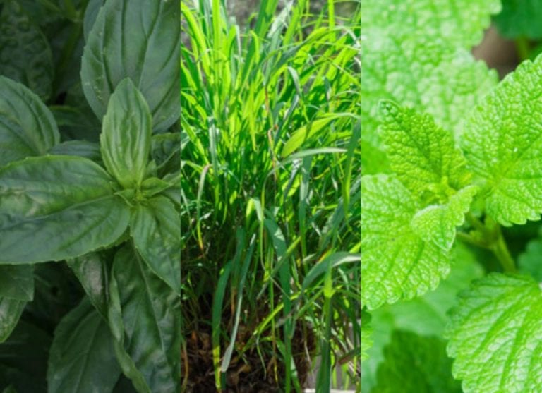 Todas estas plantas ayudan contra los mosquitos