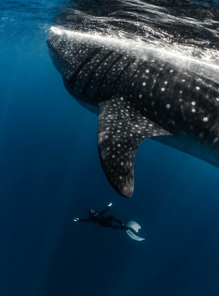 El tiburón ballena, el pez más grande del mundo
