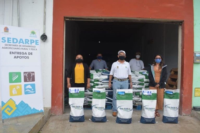 Inicia la distribución gratuita de semilla de maíz en Puerto Morelos