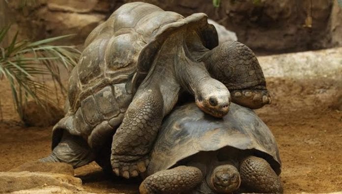 Diego, tortuga que salvó a su especie de la extinción