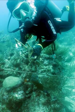 Restauran Corales del CEA tras tormenta tropical “Cristóbal”