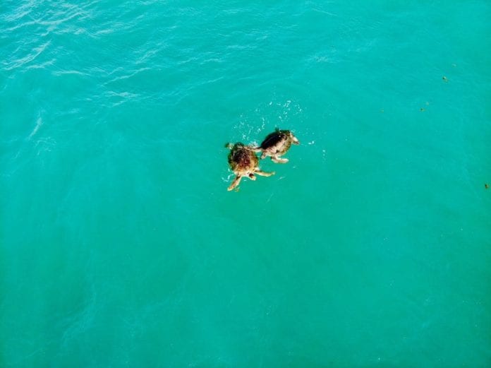 Captan a tortugas nadando en Cancún