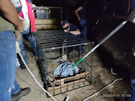 Un jaguar joven fue atropellado en un camino cercano a la poblaci&oacute;n de Obreg&oacute;n Nuevo, de Oth&oacute;n P. Blanco