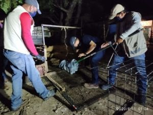 Un jaguar joven fue atropellado en un camino cercano a la población de Obregón Nuevo, de Othón P. Blanco