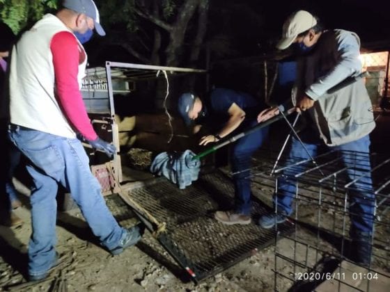Un jaguar joven fue atropellado en un camino cercano a la poblaci&oacute;n de Obreg&oacute;n Nuevo, de Oth&oacute;n P. Blanco