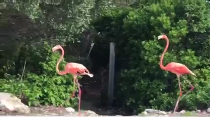 Flamencos rosas en Yucatán