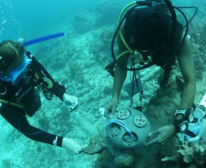 Cuidan buzos corales sembrados en Akumal