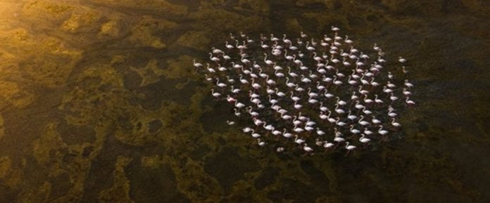Fotógrafo capta increíble ilusión óptica con flamencos