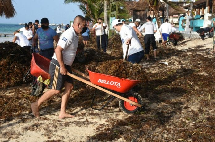La ahora tormenta tropical “Cristóbal” provocó el recale masivo de la macro alga en la franja costera de Puerto Morelos, informa la Presidenta Municipal