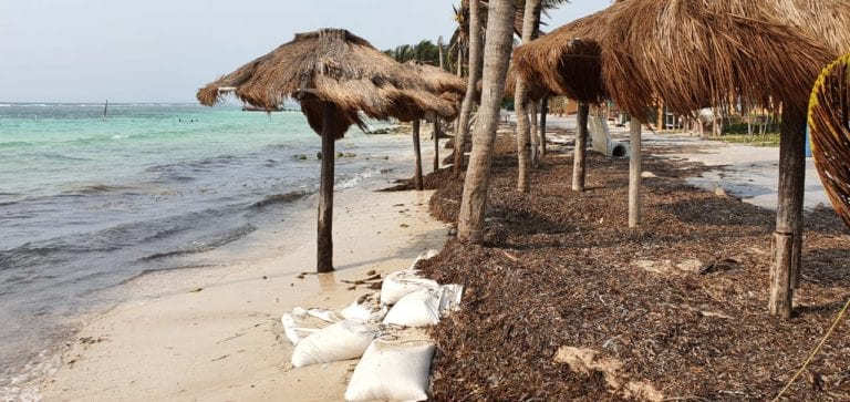 Pide WWF proteger ecosistemas del recale de sargazo