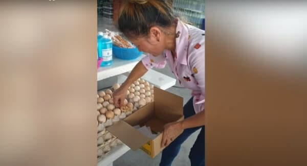 Video: Pollito nace en plena tienda de abarrotes junto a los huevos listos para vender