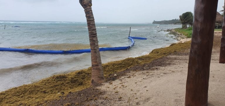 Sargazo rebasa barrera instalada en Mahahual