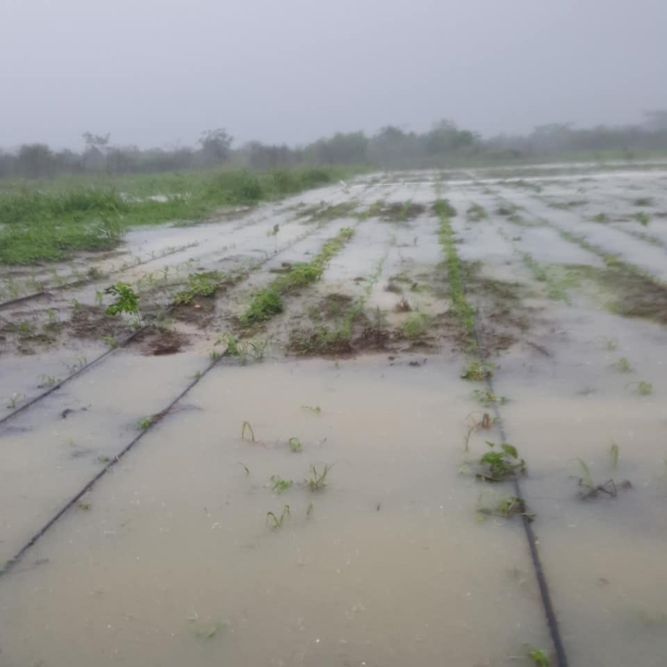 Intensas lluvias arruinan varios cultivos de maíz en Zaczuquil, Quintana Roo