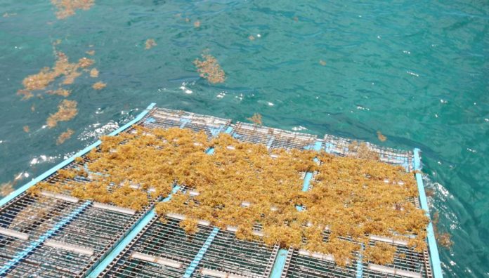 Familia de turistas demanda a empresa por encontrar sargazo en playas de la Riviera Maya