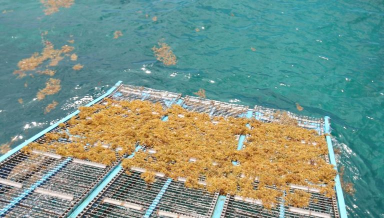 Familia de turistas demanda a empresa por encontrar sargazo en playas de la Riviera Maya