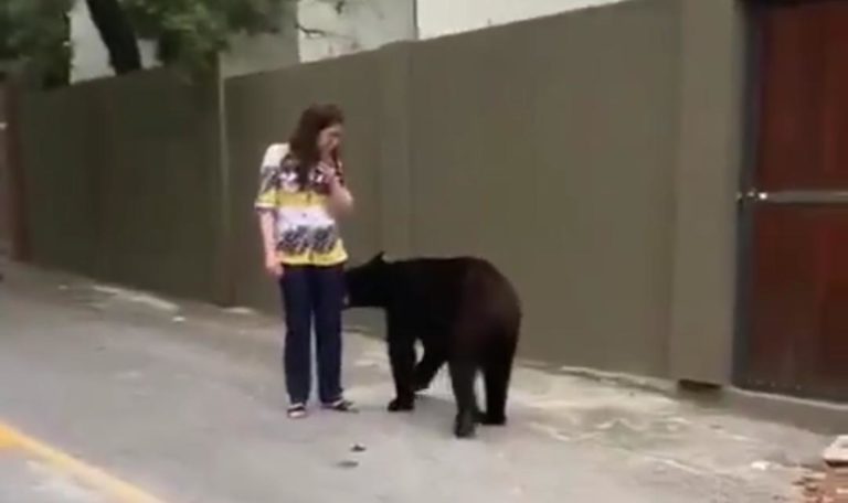 Al parecer el mismo oso fue visto en la zona de San Pedro Garza García, Nuevo León