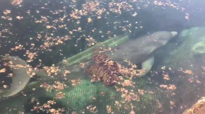 Tras abandono de delfines, Dolphin Discovery de Puerto Aventuras intenta limpiar su imagen