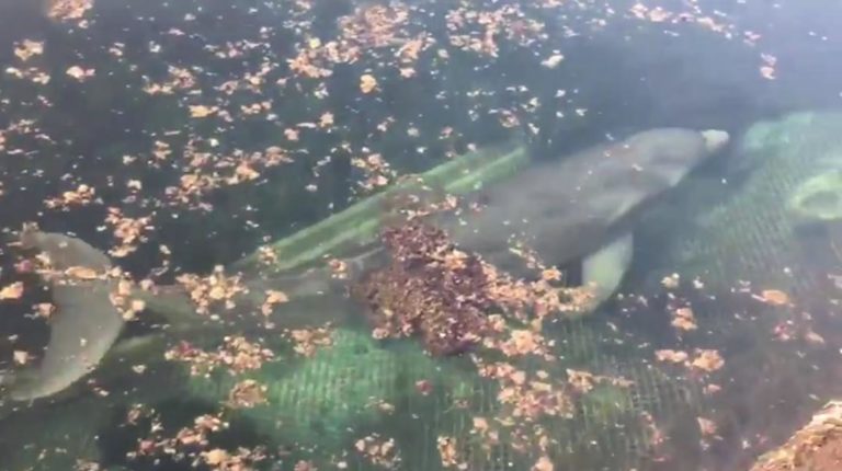 Tras abandono de delfines, Dolphin Discovery de Puerto Aventuras intenta limpiar su imagen