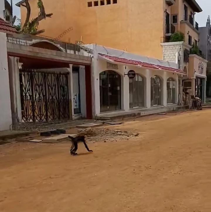Video: ¡Simpático mono se pasea por la Quinta Avenida!