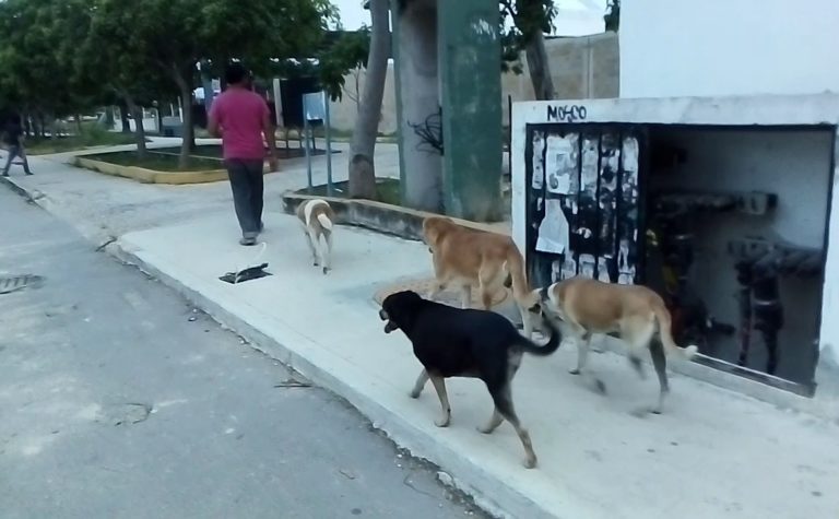 Alerta por incremento de parvovirus en perros de Playa del Carmen