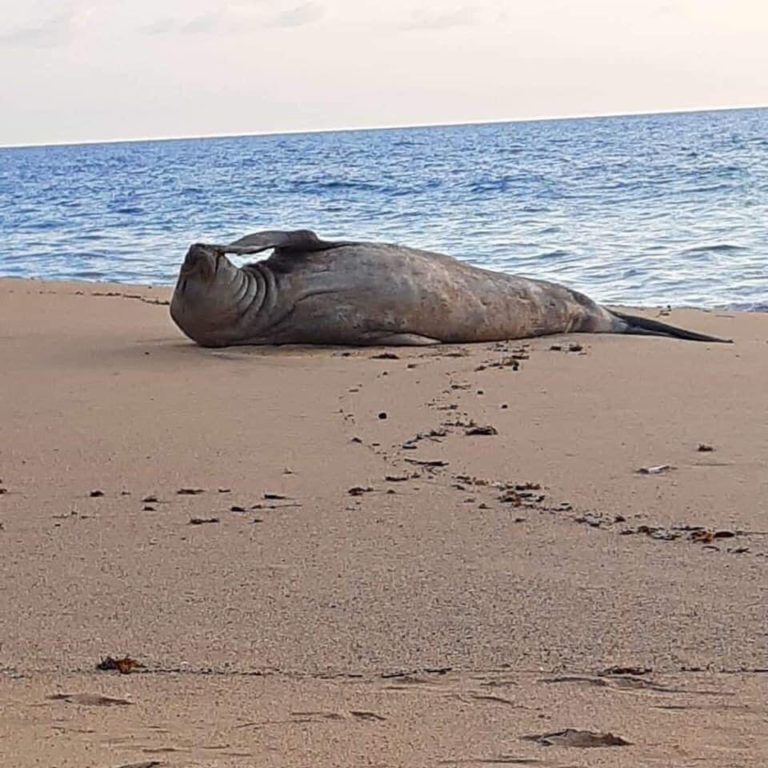 Reaparece ‘Panchito’, el elefante marino que llegó a playas de Nayarit