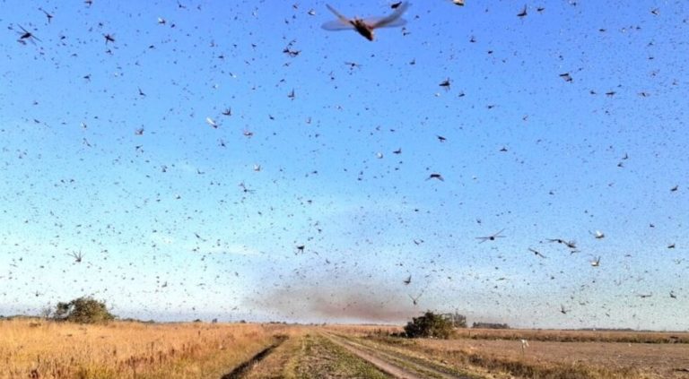 Se alista Quintana Roo para combatir llegada de Langosta Centroamericana